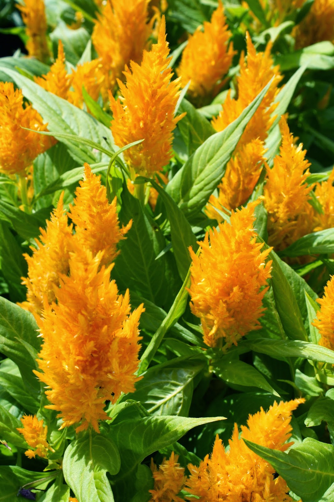 Photos of Nature's Calm Yellow Cotton Candy