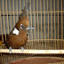 Melatih Burung Untuk Di Master Dengan Burung Lain