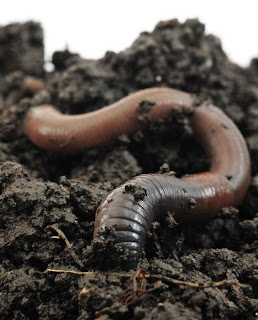 earthworm earthworm