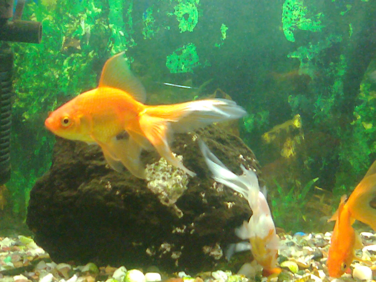 Pet Shop Ahmedabad gold fish aquarium