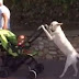 Mira los Perros que se comportan como humanos wow