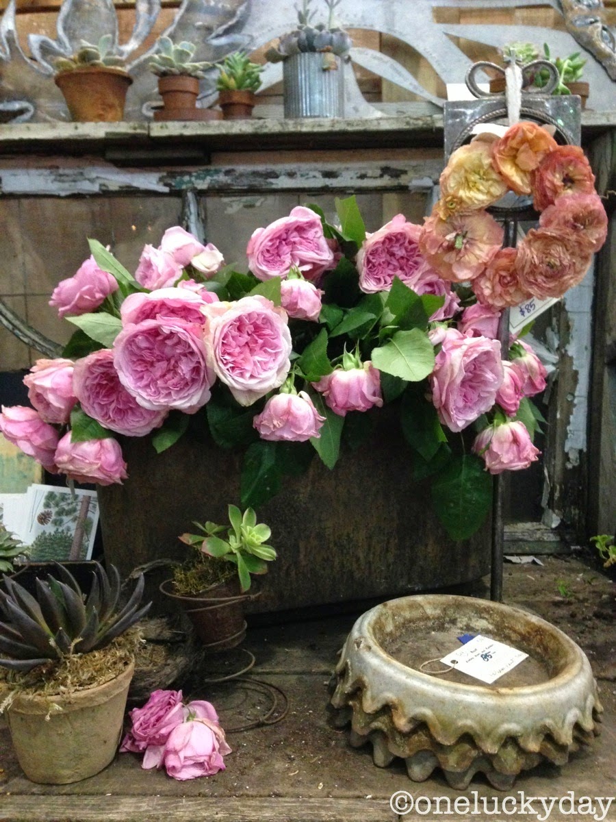 One Lucky Day Farm Chicks