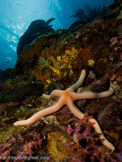 Koh Ha lagoon corals starfish