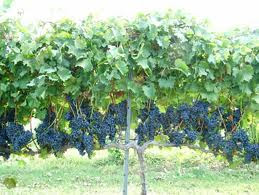 grape growing in australia