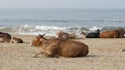 Nothing worse then a giant cow patty on the beach.