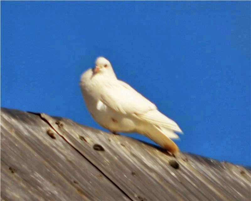 nature tales and camera trails A Special Find, a White Pigeon