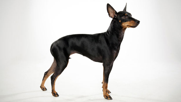 Manchester Terrier Manchester Terrier