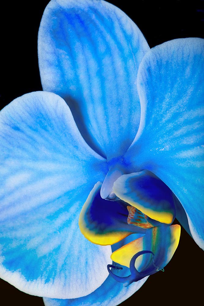 "Blue Mystique" Orchid Bob Jensen Photography