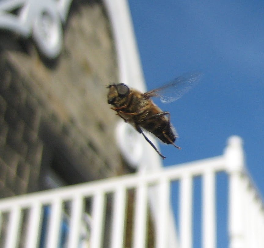 martins moths i spy fly or i see bee spy fly