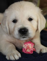Quelle: Golden Retriever Welpen Kleinanzeigen bei markt.de