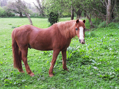 Horse in Somerset