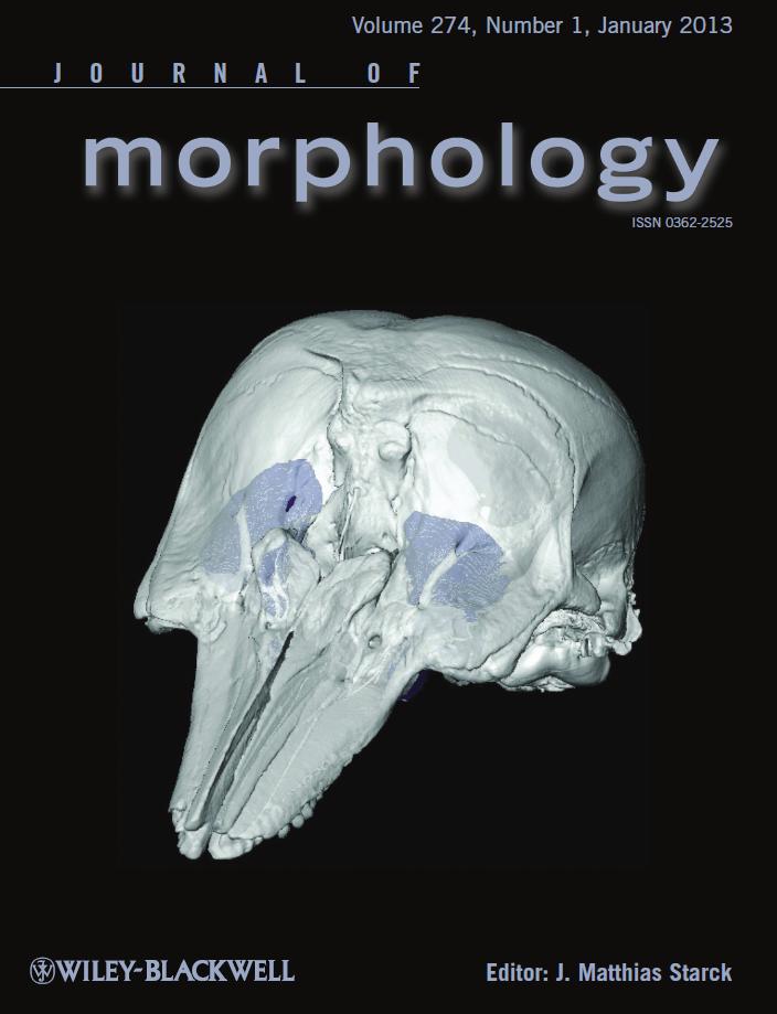 The Coastal Paleontologist, atlantic edition: Sinus anatomy of modern