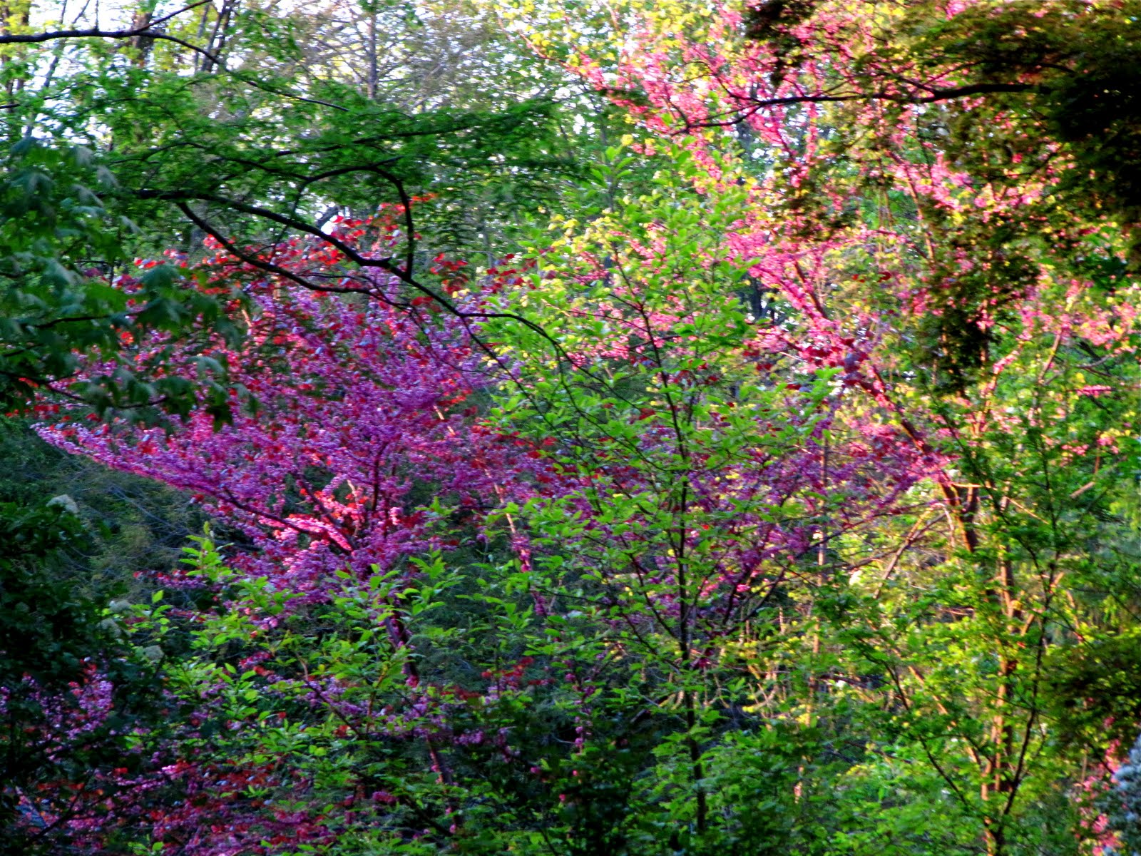 Brown+spots+on+dogwood+tree+leaves