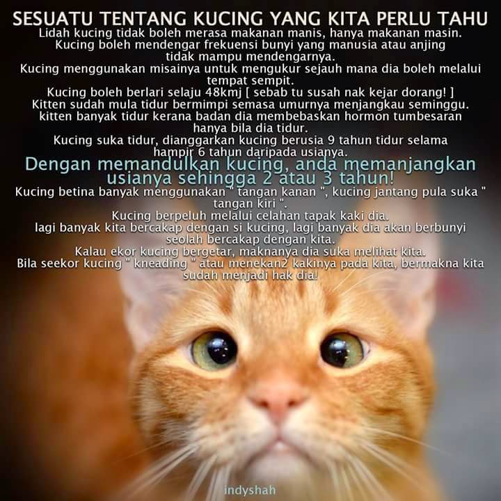 ♥Corat Coret Nusha ♥: Sesuatu tentang kucing yang kita perlu tahu