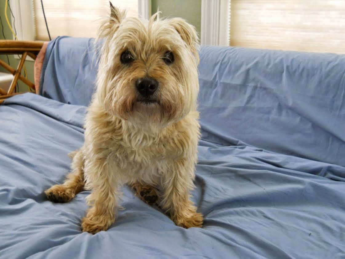 Peak Discounters Brock Wants A Home! *Cairn Terrier in Oklahoma
