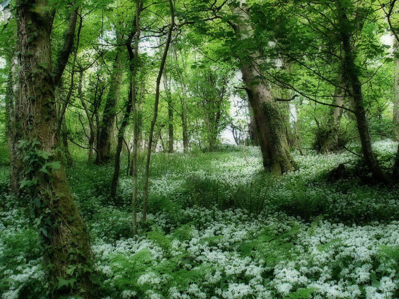 http://4.bp.blogspot.com/-LXH0qIivKuY/UCdwbMYsLEI/AAAAAAAAAJA/tU96EdloXdo/s1600/FOREST%2BWALLPAPER%2B(3).jpg