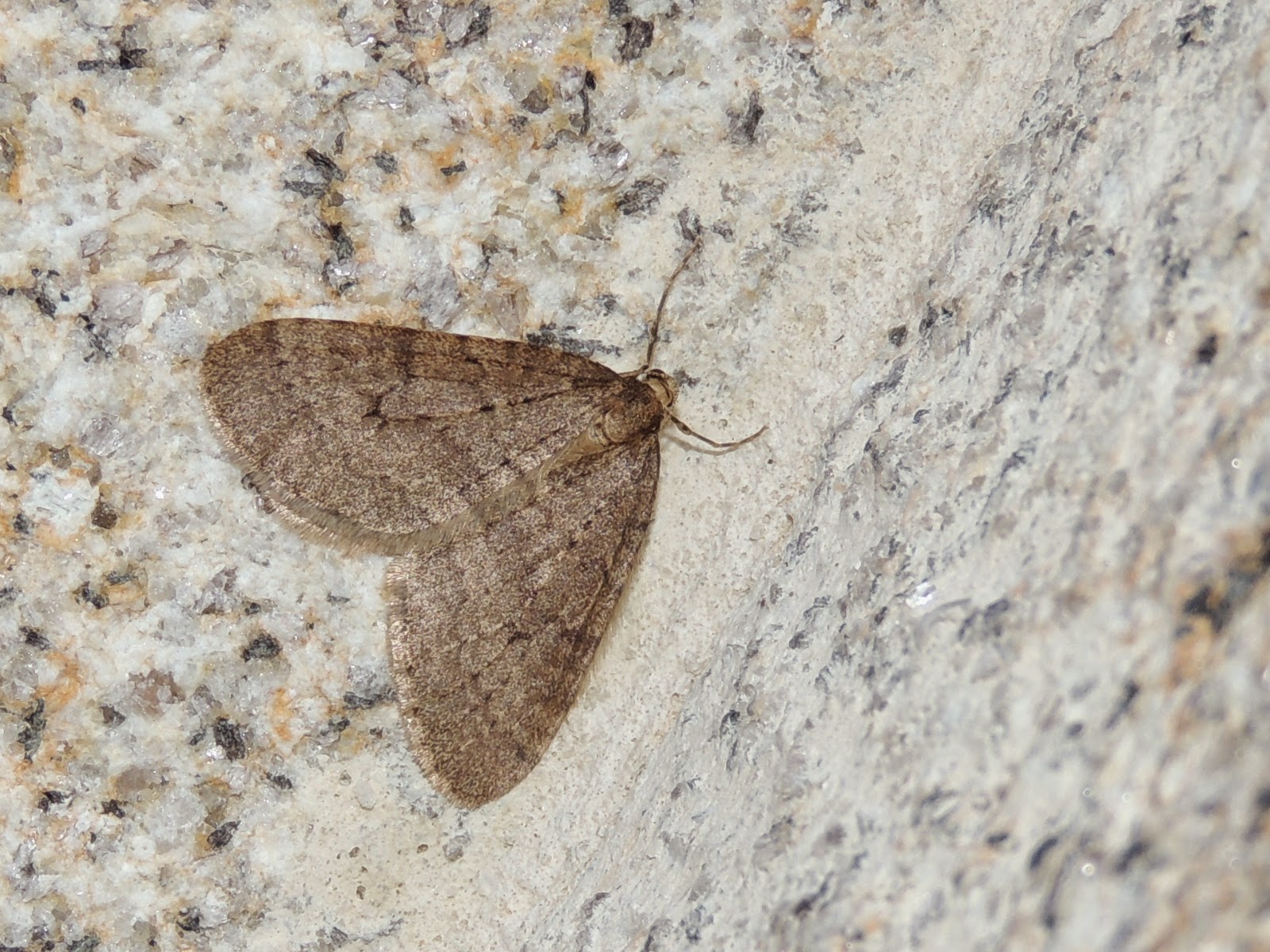 Operophtera burmata Operophtera burmata