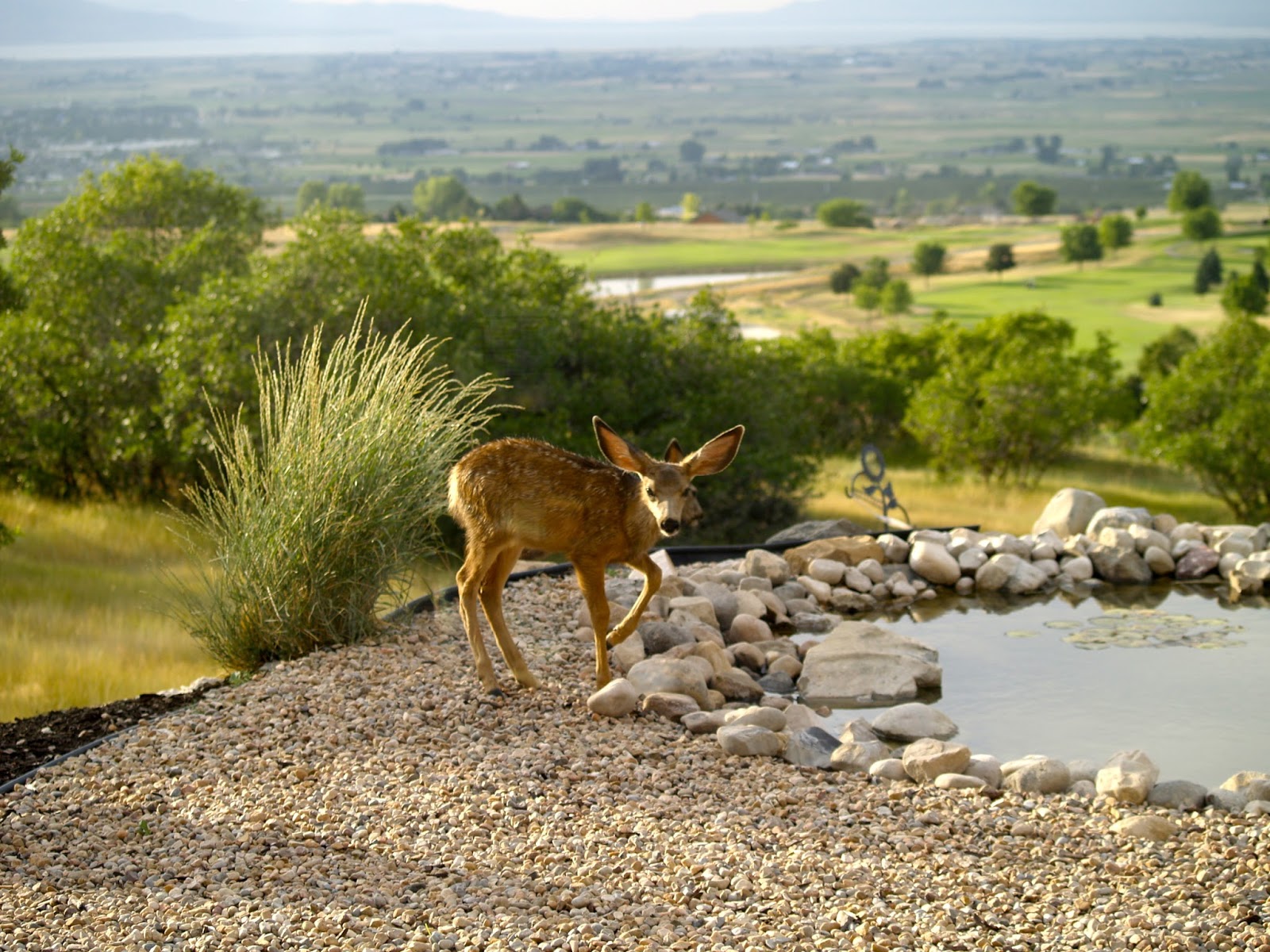 My Nature Field Journal: Rocky Mountain Mule Deer