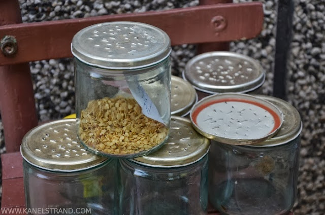 How to Collect and Store Heirloom Seeds 