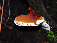 BusukPangkalBatang Kelapa Sawit BusukPangkalBatang Kelapa Sawit
