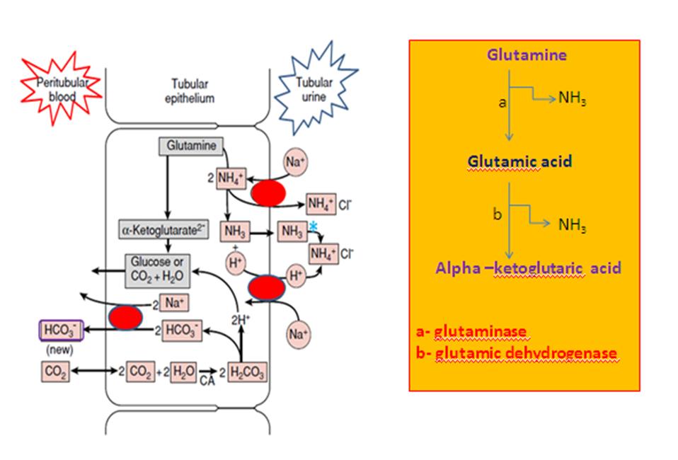 Poorveez ParadyzMedimuseion Ammonia buffer