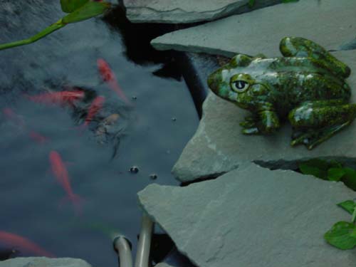 Inspirasiku: REpost : ikan mas vs kodok ( ReK )