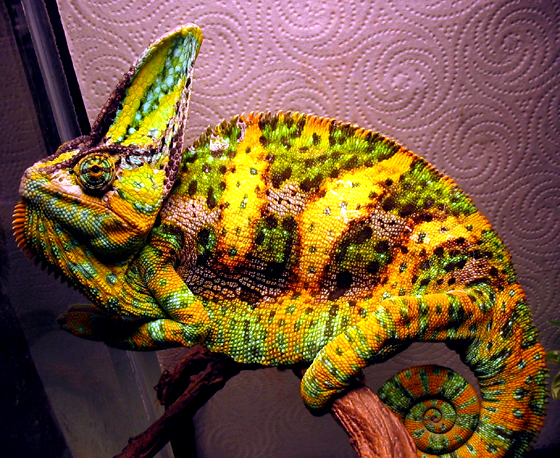 Different Chameleons