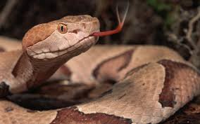 picture collection: snakes pics