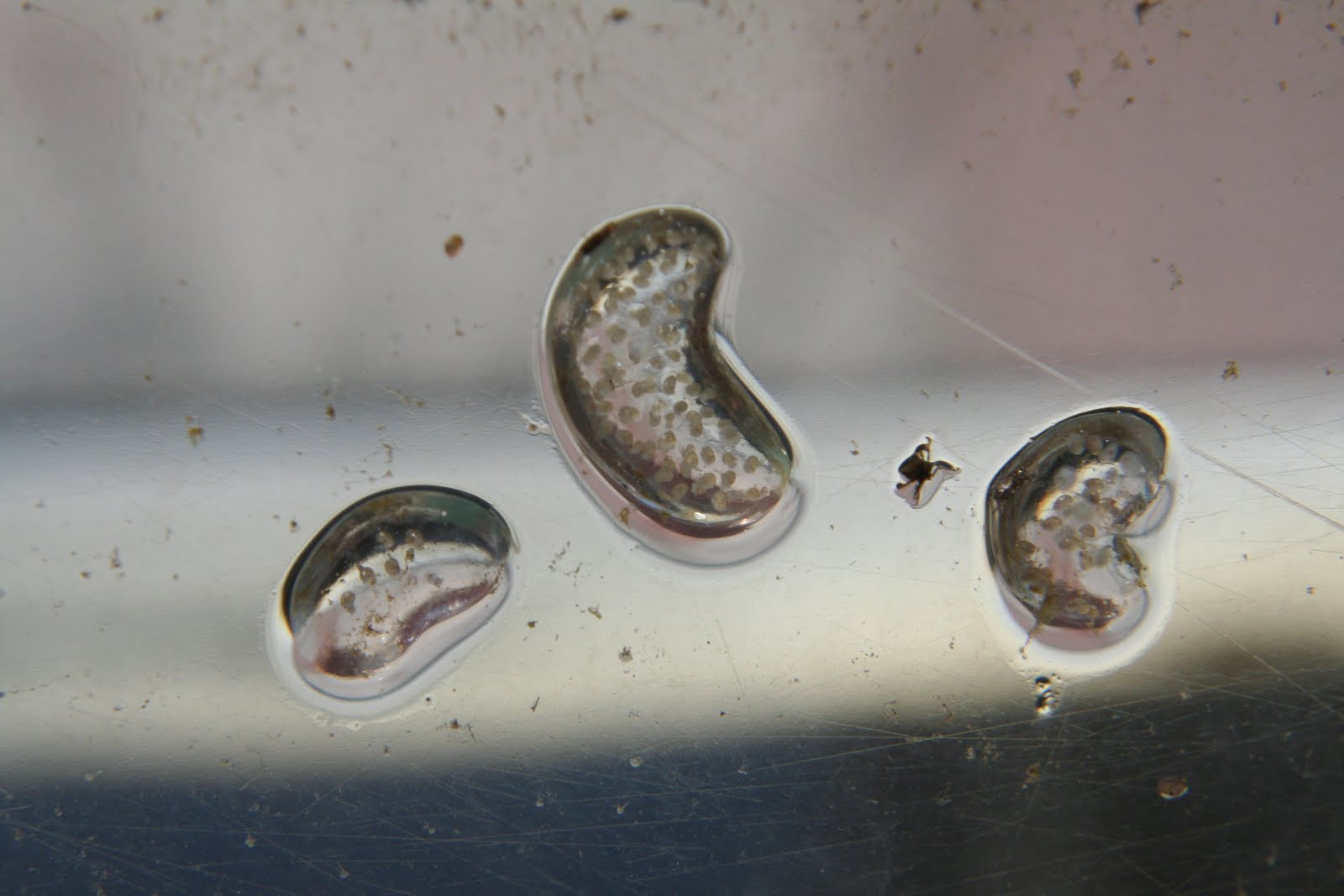 Practical Biology science for everyone Accidental aquatic biology in