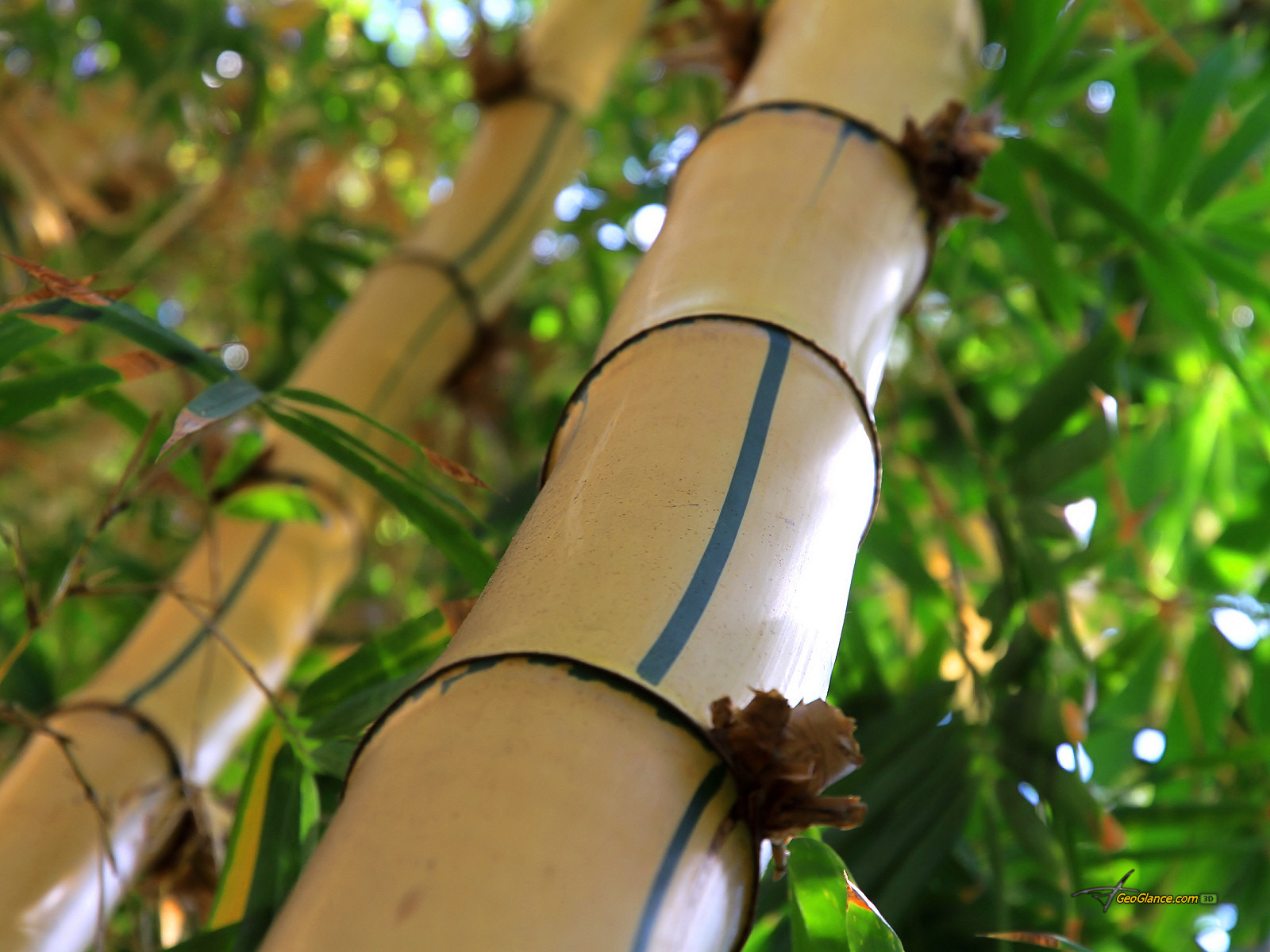 http://4.bp.blogspot.com/-LYSdXIARQL0/TqwORBima0I/AAAAAAAABa8/XifeSyDYRTA/s1600/bamboo_wallpaper_1600x1200.jpg