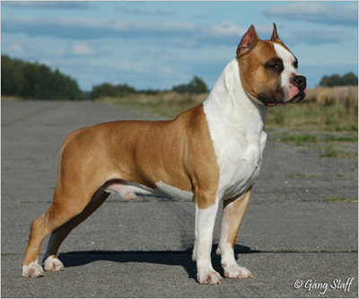 american pit bull terrier vs american staffordshire terrier the truth about pit bulls different types of pit bulls american pit bull terrier vs american staffordshire terrier the truth about pit bulls different types of pit bulls