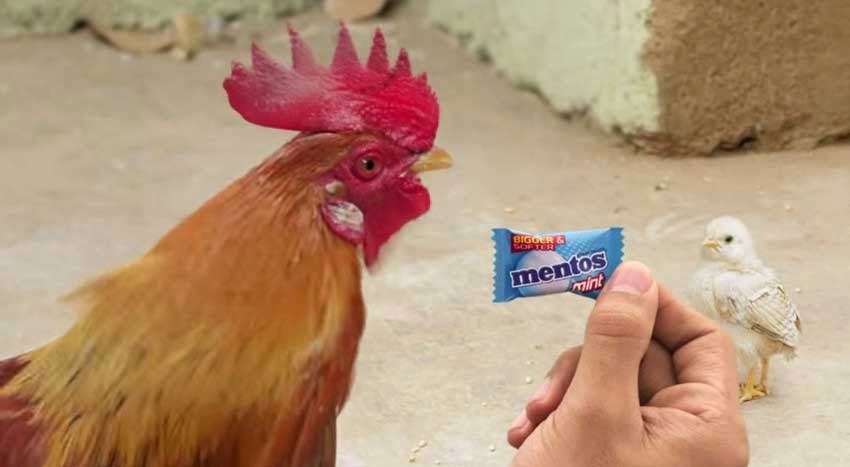 New Mentos Angry Chicken Dad Ad New Mentos Angry Chicken Dad Ad