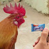 Hot Download: New Mentos Angry Chicken Dad Ad - The Funniest Ad ever