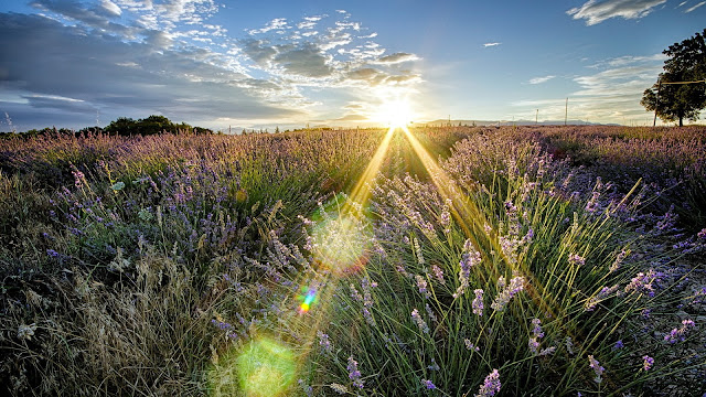 Beautiful Flowers Wallpaper with Sunset Beautiful Flowers Wallpaper with Sunset