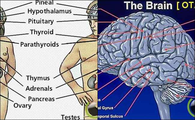 6 Anggota Tubuh Lain yang Ikut Tersakiti saat Patah Hati 6 Anggota Tubuh Lain yang Ikut Tersakiti saat Patah Hati