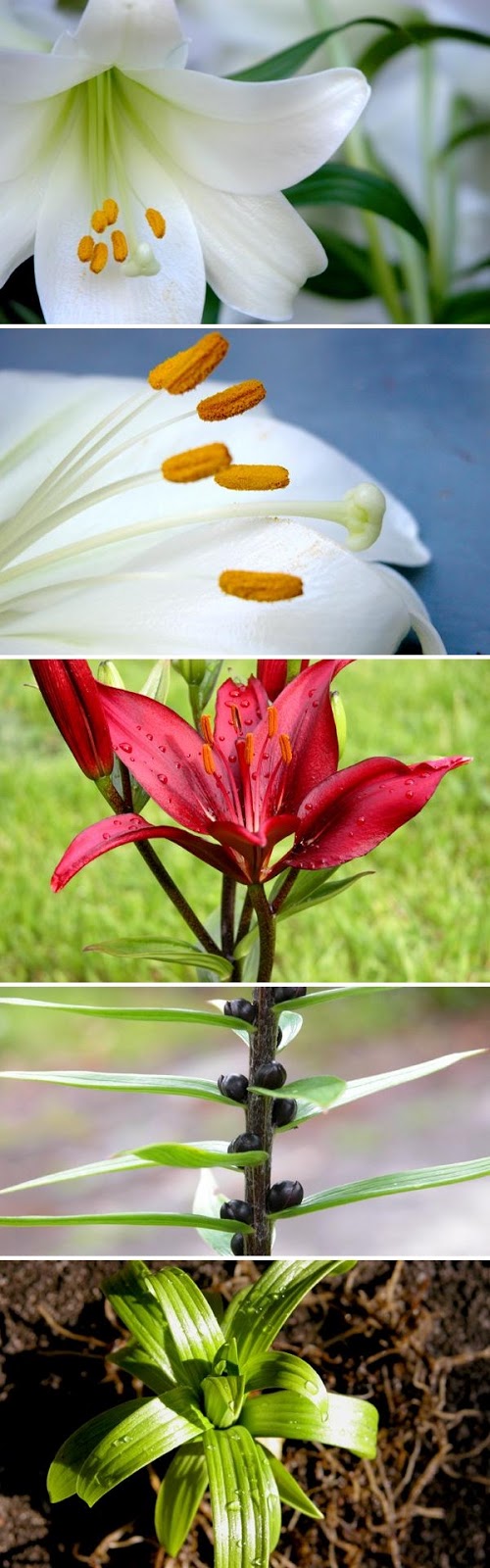 Breeding and Propagating Lilies