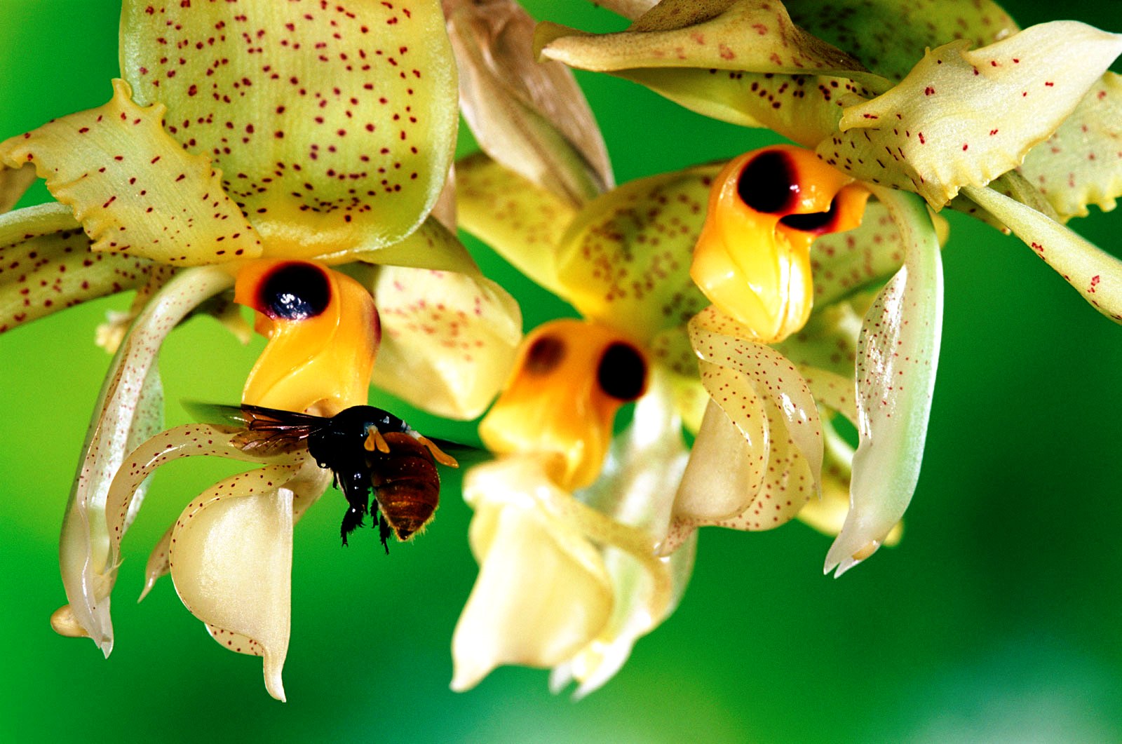 OrchidCraze Orchids and Pollinators...together