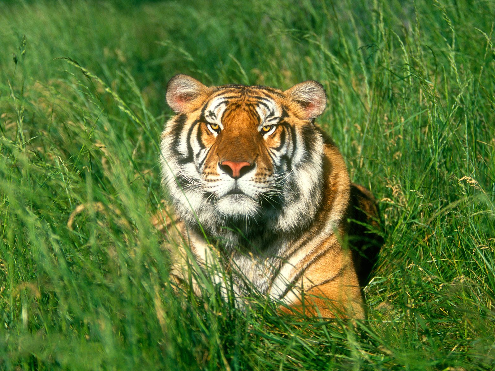 Hd Wallpaper Tiger