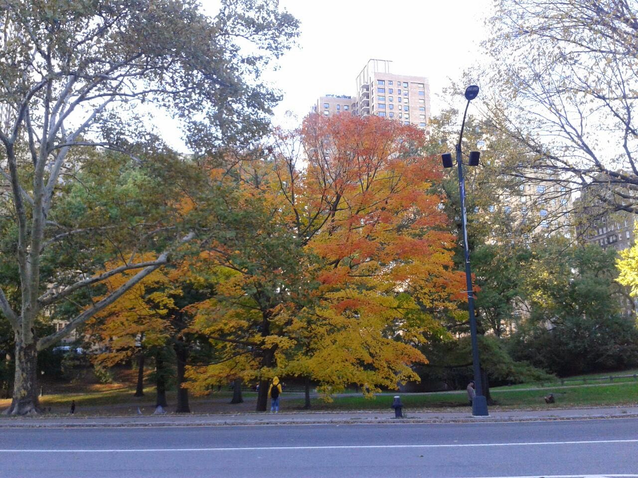 Árbol dorado de otoño, Centra Park imagen de Árbol dorado de otoño, Centra Park