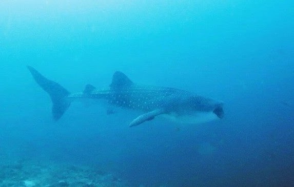 Whale shark at Kemod Malapascua diving, cebu diving, philippines diving, hammerhead malapascua