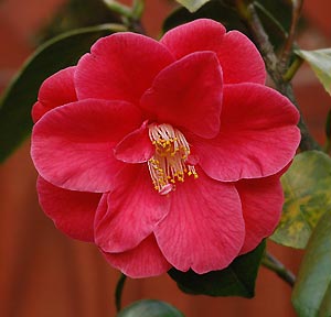 53+ Gambar Bunga Camelia Kekinian 53+ Gambar Bunga Camelia Kekinian