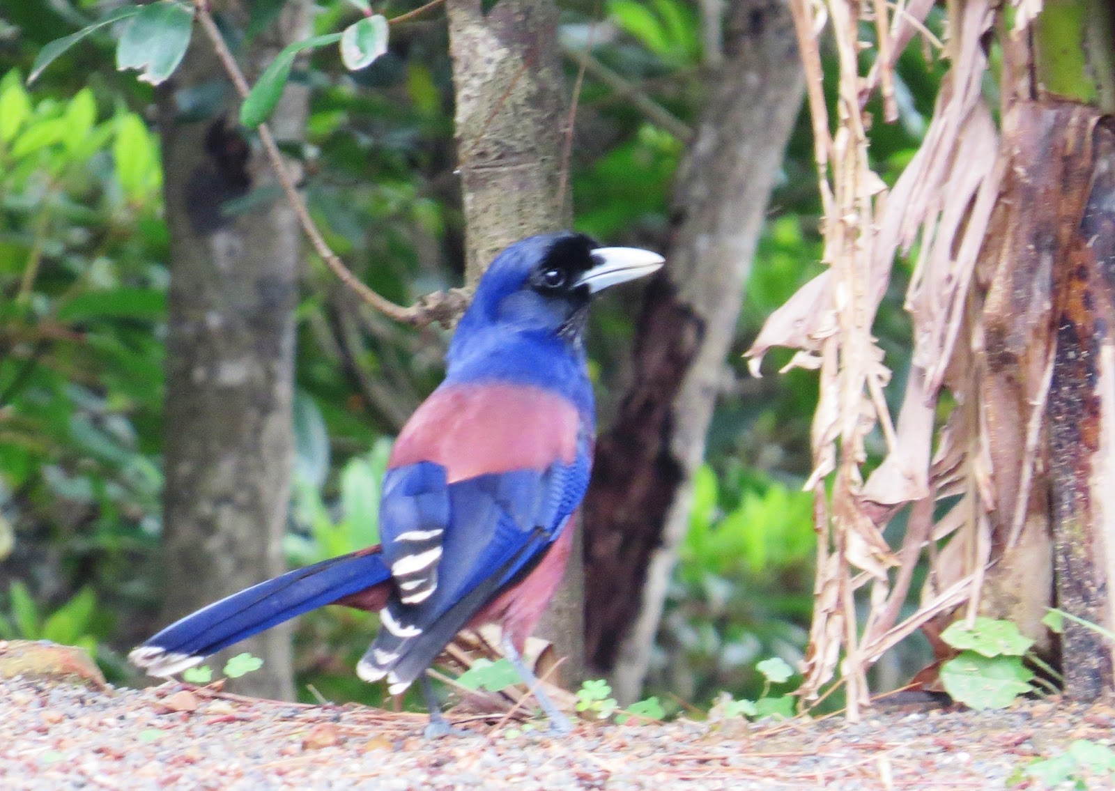 道東の野鳥情報 4月 13