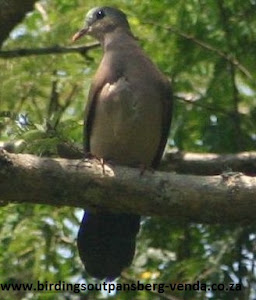 Blue-Spotted Wood-Dove