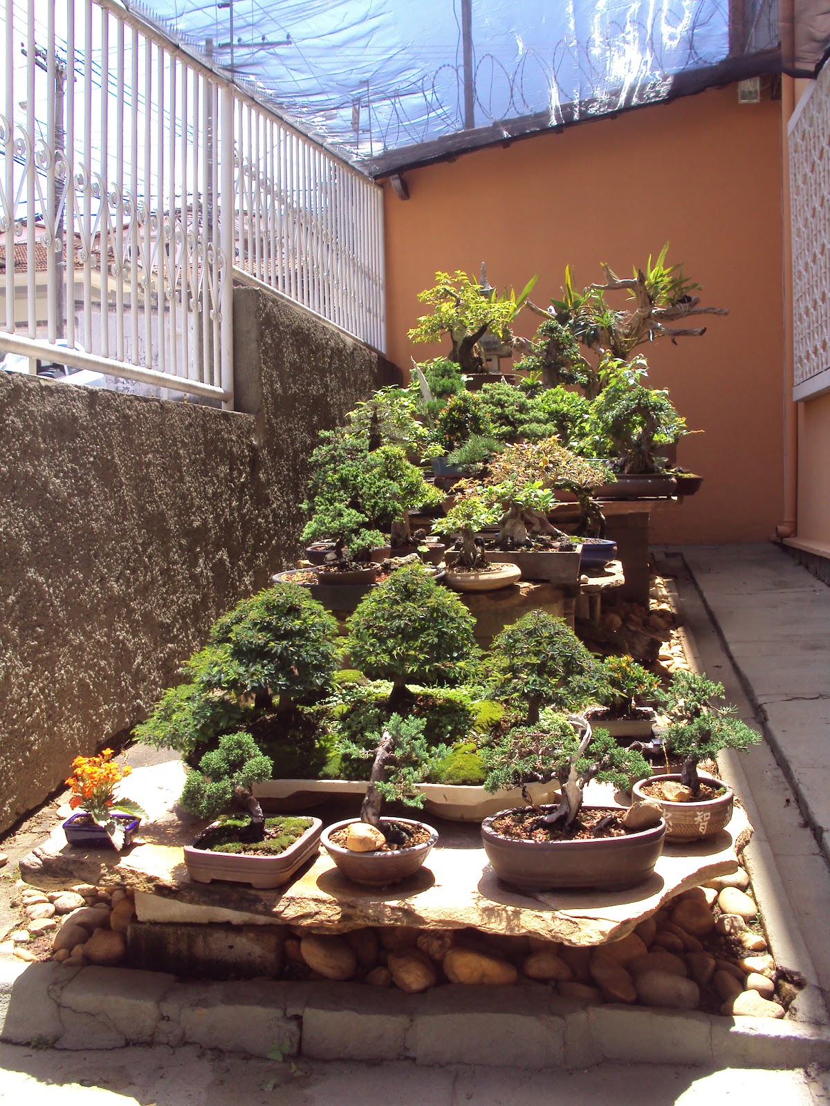 Bonsai Minas Viveiro 1 bonsai backyard