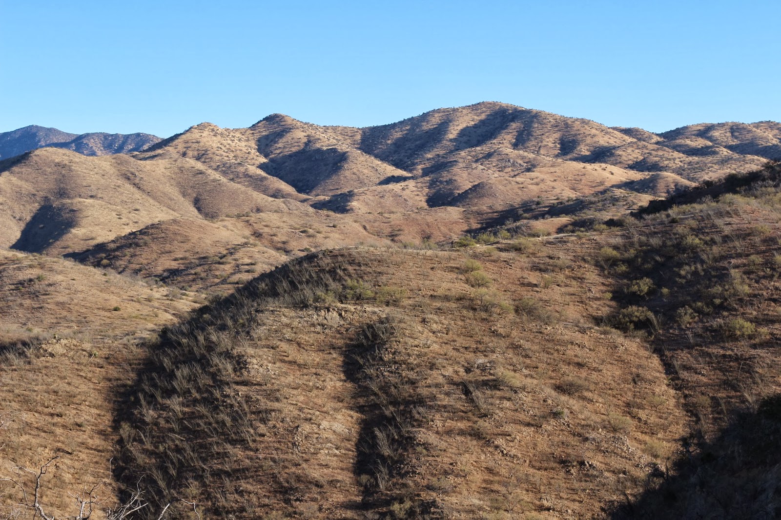 Coues+Deer+Hunting+Photo+with+Colburn+and+Scott+Outfitters+in+Sonora+Mexico+big+coues+bucks+17.JPG