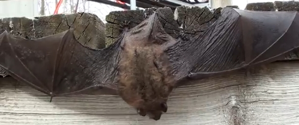 wild birds unlimited when do bats hibernate wild birds unlimited when do bats hibernate