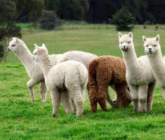 Fluffy Alpacas Fluffy Alpacas
