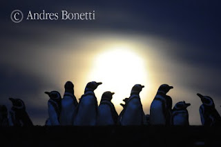 Andrés y Dario Bonetti documentando Pingüinos en Península Valdés