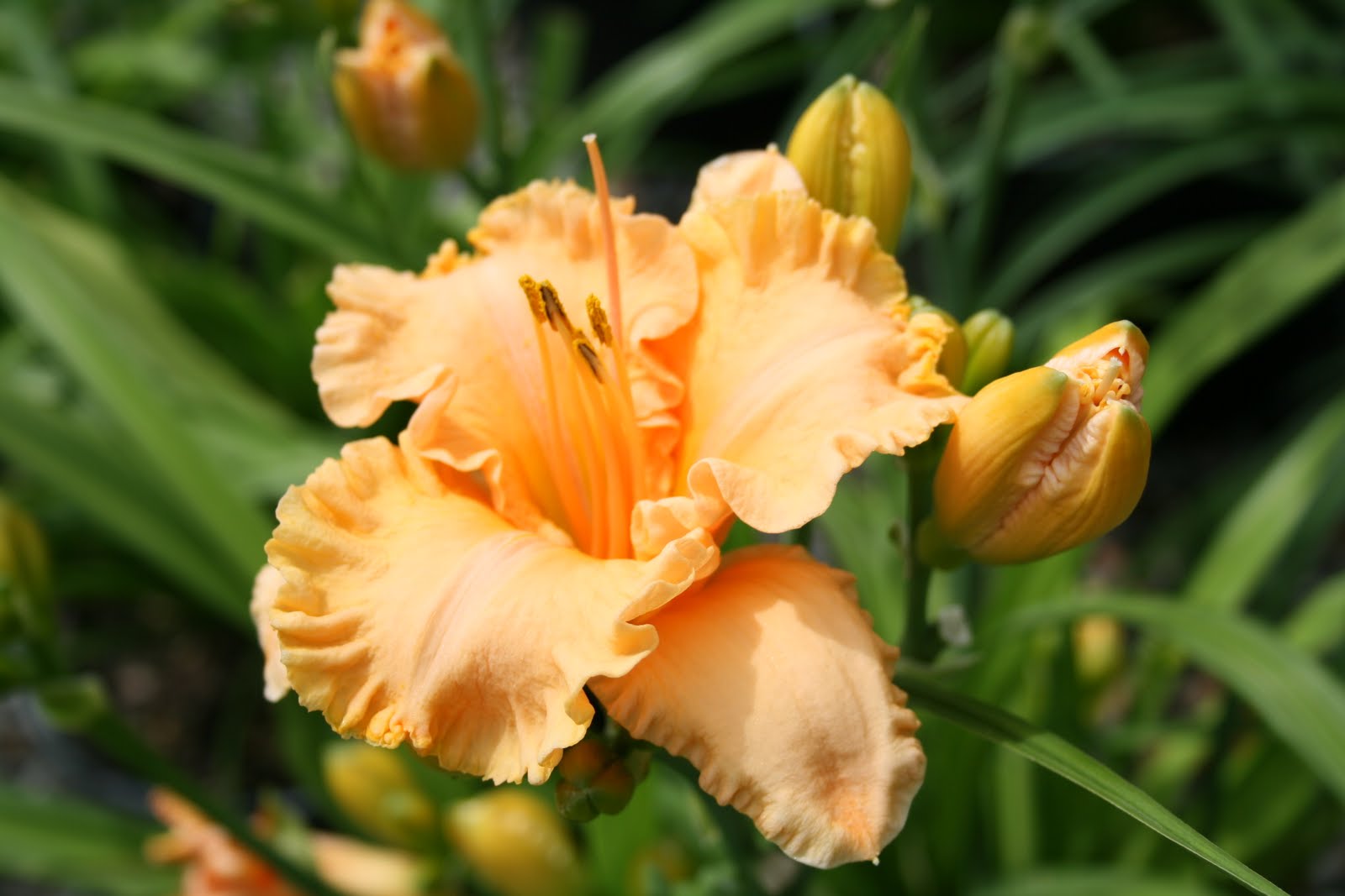 Plant Preview Bermuda Peach™ Daylily Never Stops Blooming
