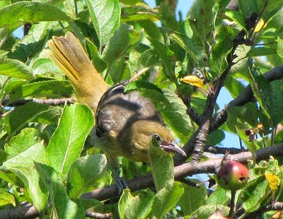 female northern oriole